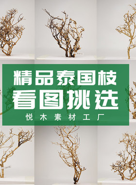泰国枝造景树枝南美缸巴西莫斯树草缸造景蛋糊入普通瓷碗警车声