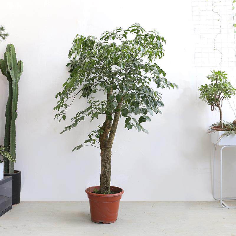 幌伞枫大幸福树盆栽多头大型绿植客厅盆栽办公室内老树桩常绿植物