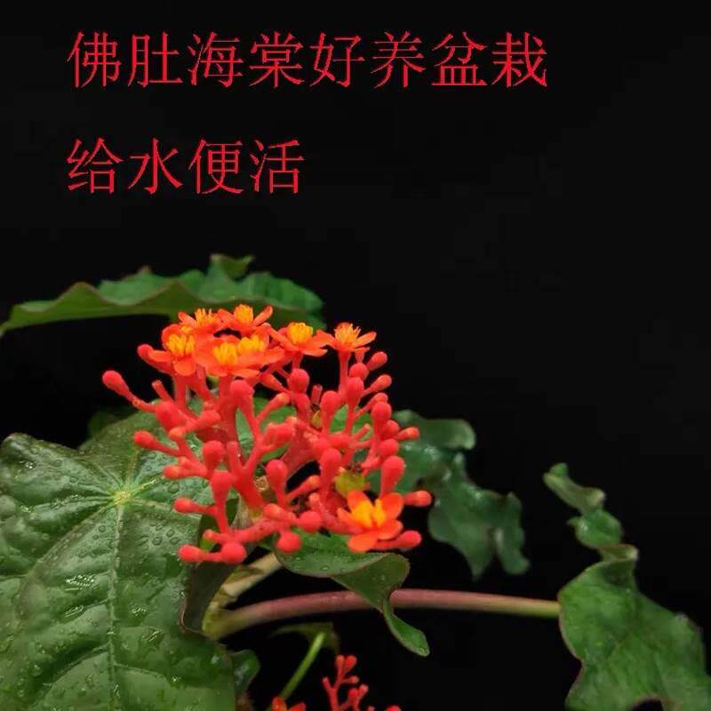 大肚佛肚海棠四季开红花常青绿植多肉块根植物观花佛肚树盆栽热销