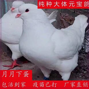 纯种大体元宝鸽鸽子活物一对公一母下蛋鸽子种鸽正宗巨型大元宝鸽