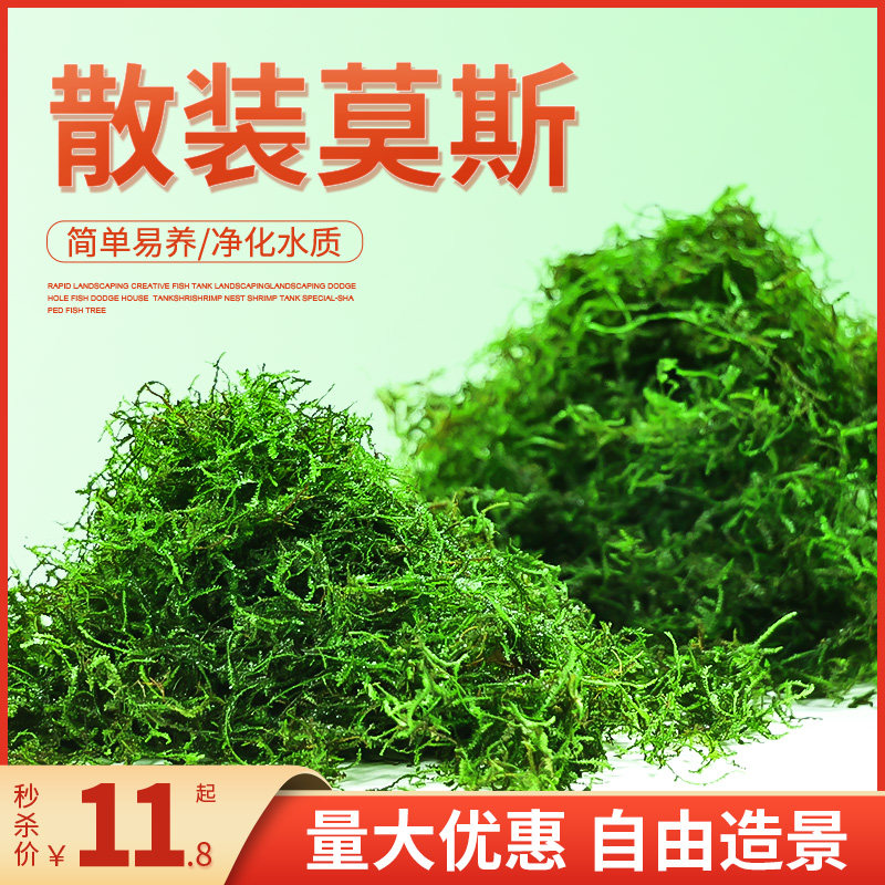 散装莫斯鱼缸造景阴性活体真水草三角莫丝火焰珊瑚松茸水族箱造景