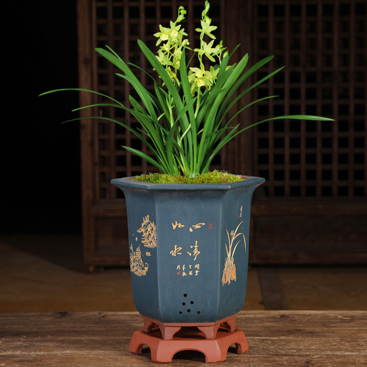 紫砂盆精品宫灯花兰专用