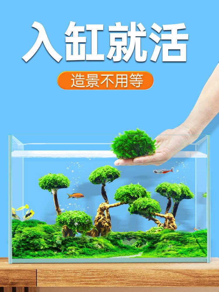 莫斯树成品鱼缸造景装饰