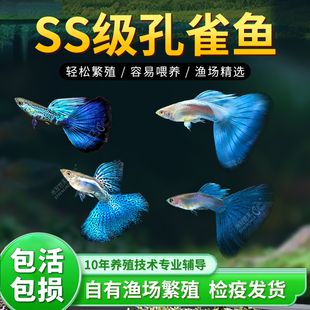 孔雀鱼红草尾蓝草尾凤尾鱼热带鱼大尾淡水群游观赏鱼血红象牙冰蓝