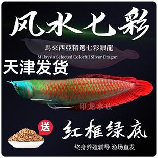 七彩银龙鱼苗银龙鱼大型红龙鱼招财鱼热带鱼活鱼淡水鱼风水观赏鱼