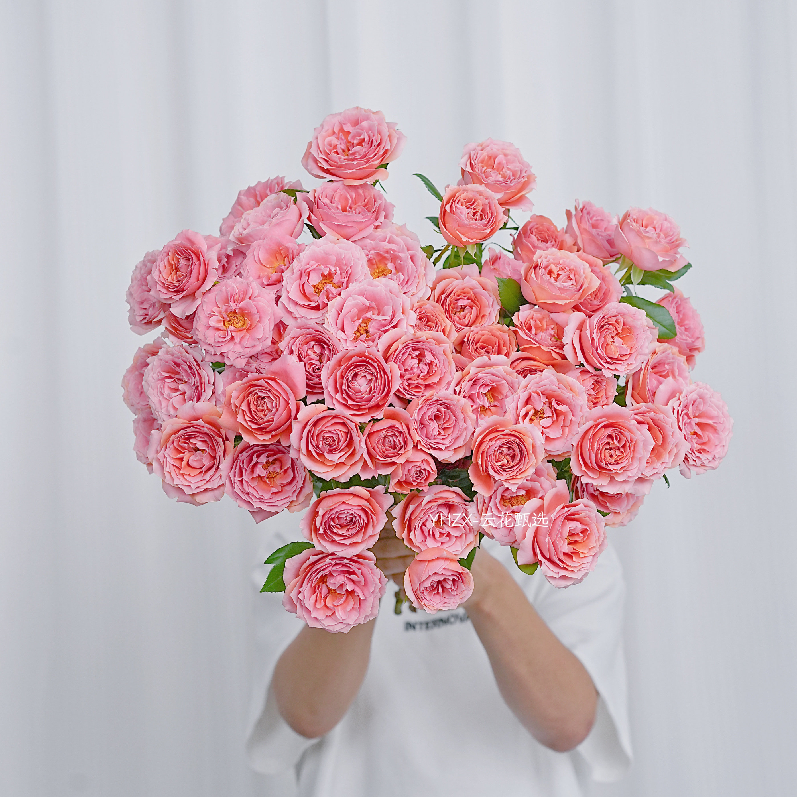 【云花甄选】稀有a级粉色拉拉队多头泡泡玫瑰鲜花云南昆明发空运*