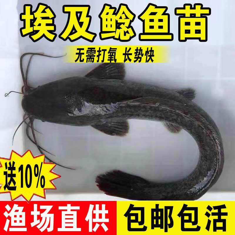 埃及塘鲺鱼苗淡水养殖食用冷水本地塘角鱼苗八须革胡子大口鲶鱼苗