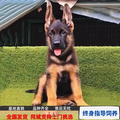 纯种血统德牧幼犬活体国