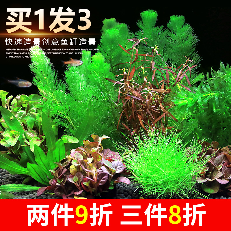 鱼缸活体真水草植物造景