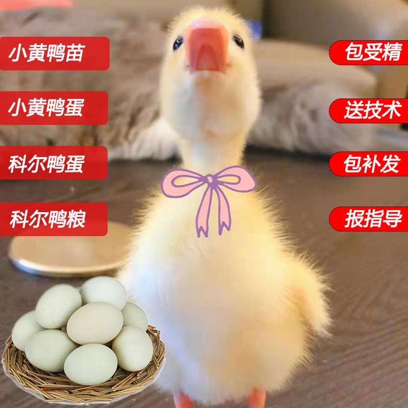 鸭种蛋新鲜白羽宠物柯尔图片