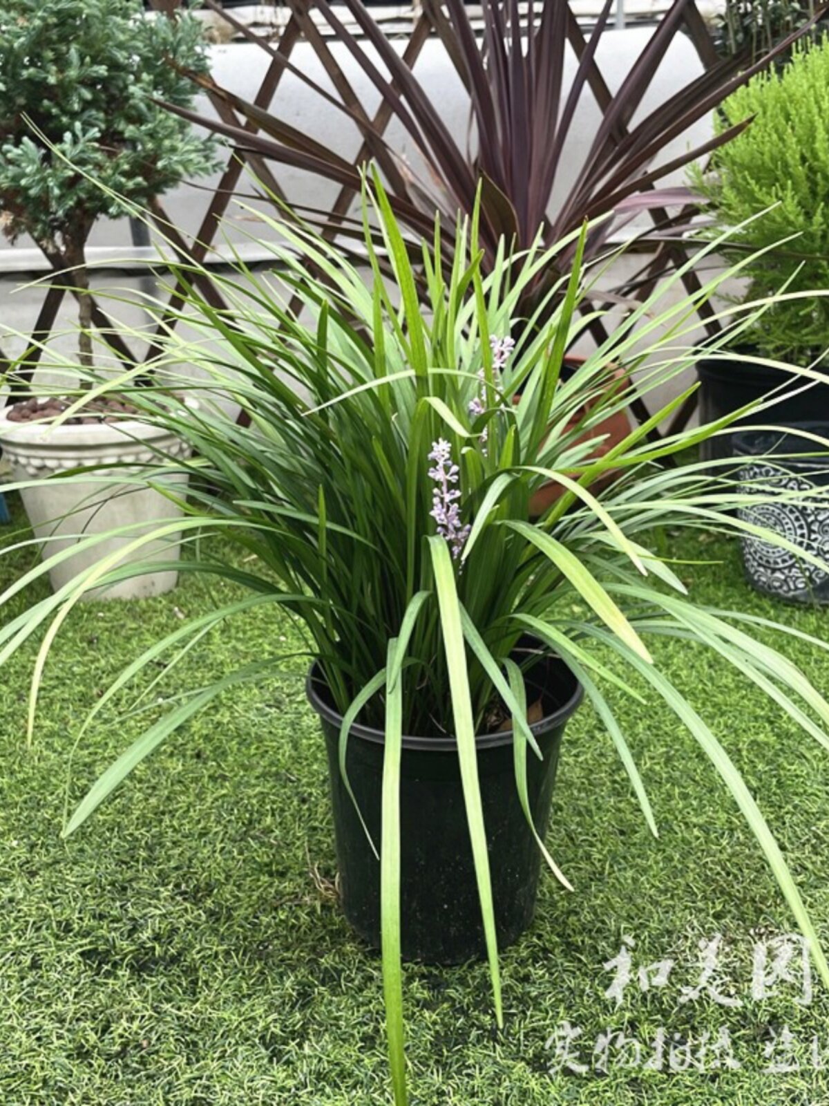 银边细麦冬 兰花三七 多年生花镜植物 银边沿阶草 庭院观赏草包邮