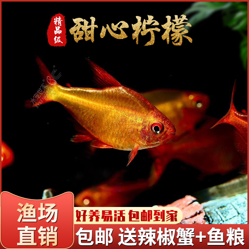 甜心柠檬灯草缸群游鱼南