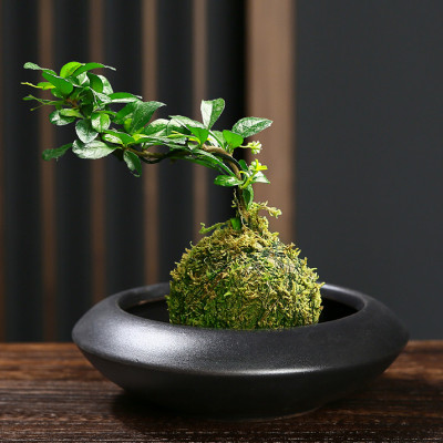 苔玉藓球悬崖菖蒲六月雪