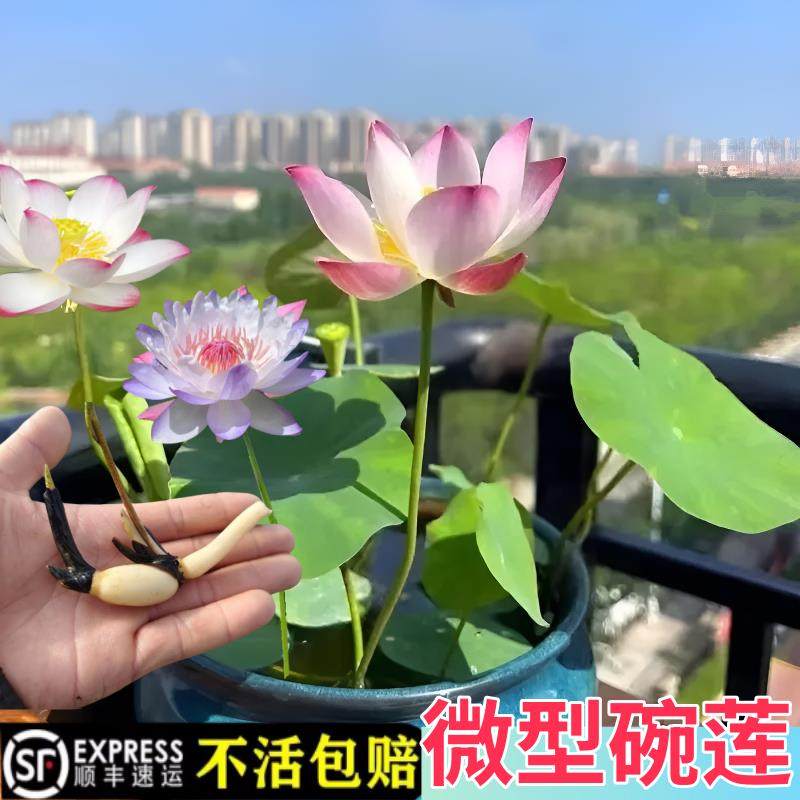 碗莲种藕根茎带芽小型花苗水培植物四季室内荷花盆栽睡莲花卉开花,鲜花速递/花卉仿真/绿植园艺,土壤覆盖物,淘宝优惠券,粉丝福利购,淘宝优惠卷