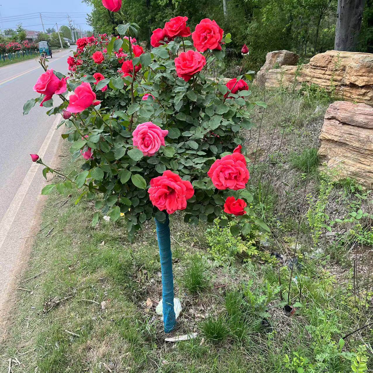 树状月季大花高杆嫁接棒棒糖型树桩盆栽四季开花别墅庭院浓香花卉