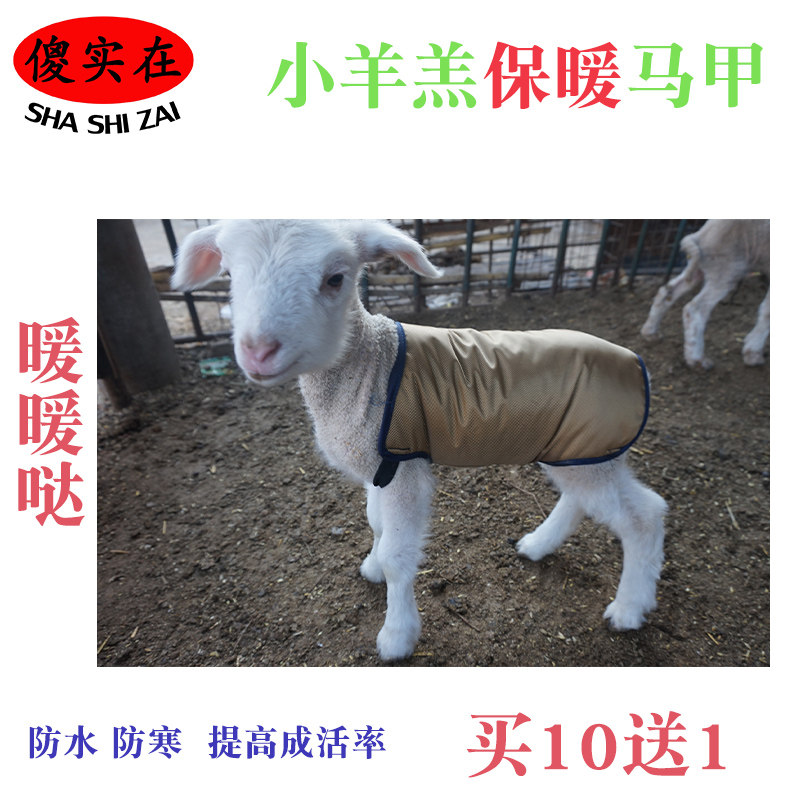 羔羊保暖马甲新生小羊羔防寒防风保温驱寒服公母通用畜牧养殖用品