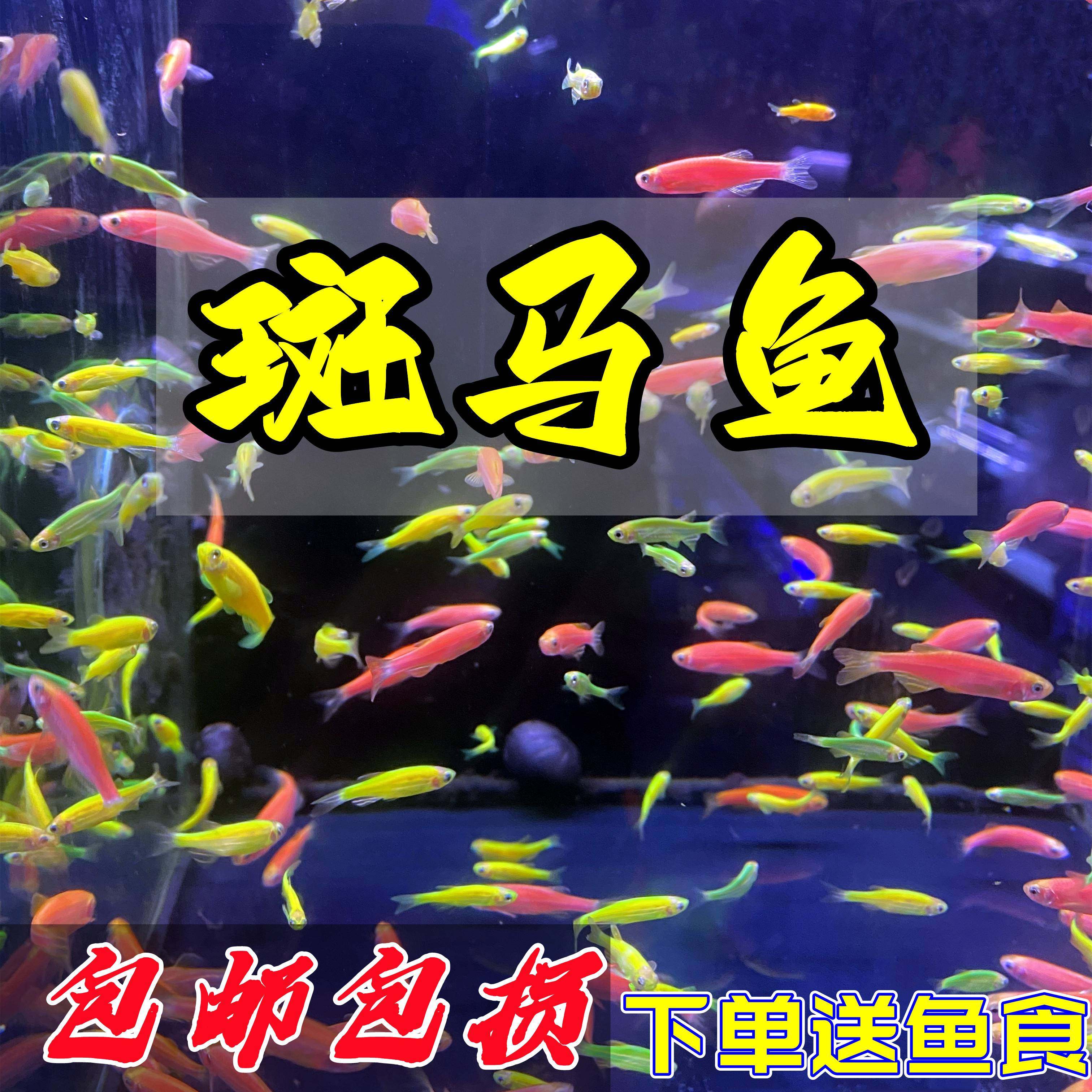 翡翠绿柠檬黄斑马小型热带鱼观赏鱼灯科鱼鱼群游鱼活体鱼红蓝斑马