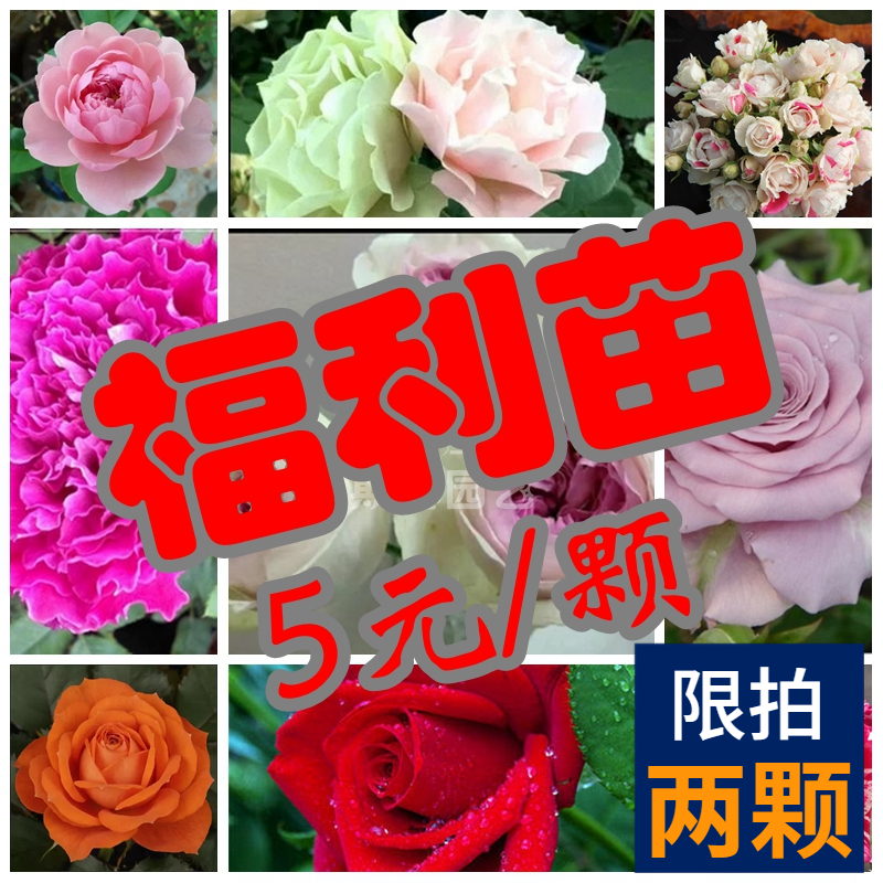 斯基园艺福利苗月季混盆