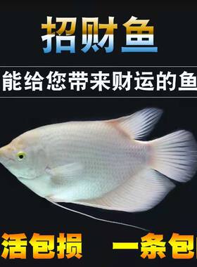 招财鱼战船活体黑眼红热