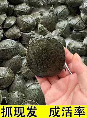 外塘生态中华甲鱼苗100只鳖苗鲜活水鱼苗王八苗龙鱼活饵包邮包活