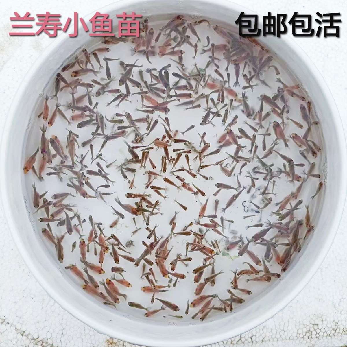 兰寿水花鱼苗小金观赏冷