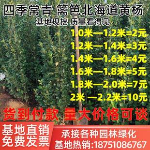 庭院绿化篱笆墙绿篱丛生北海道黄杨法国大叶冬青树苗四季常青耐寒