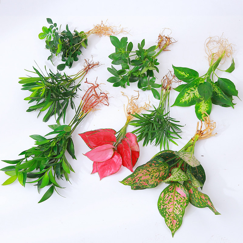 水培植物九里香吉绿萝利红白掌室内桌面四季水生好养花卉盆栽绿植