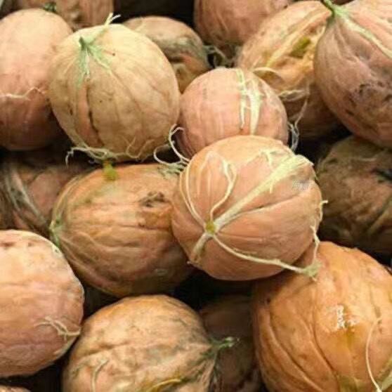 鲜核桃2024年新鲜核桃生核桃湿核桃去青皮薄皮青皮核桃去皮青核桃