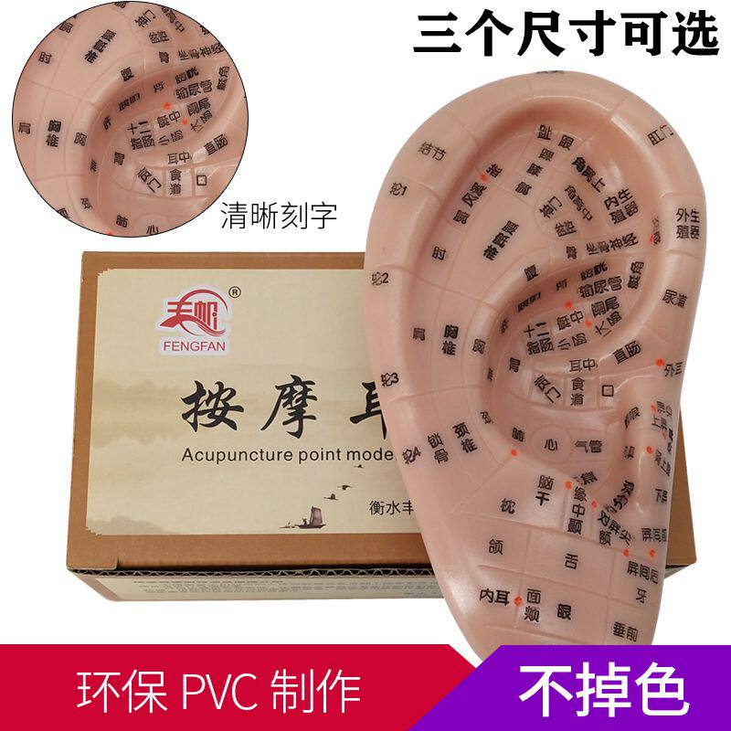清晰刻字耳模型耳穴模型按摩耳膜耳穴反射区模型耳朵模型清晰经络