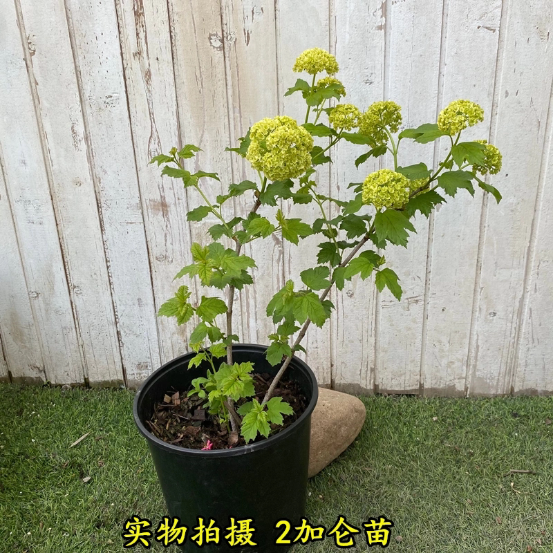 欧洲木绣球玫瑰木本绣球树庭院名贵树耐寒抗冻风景树绿化工程苗