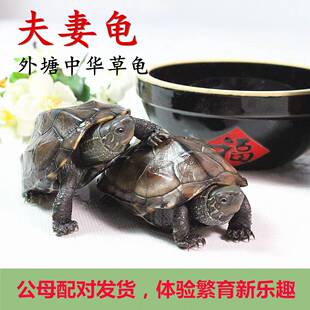 外塘中华草龟小乌龟活物活体观赏宠物纯冷水龟长寿墨底苏北金线龟