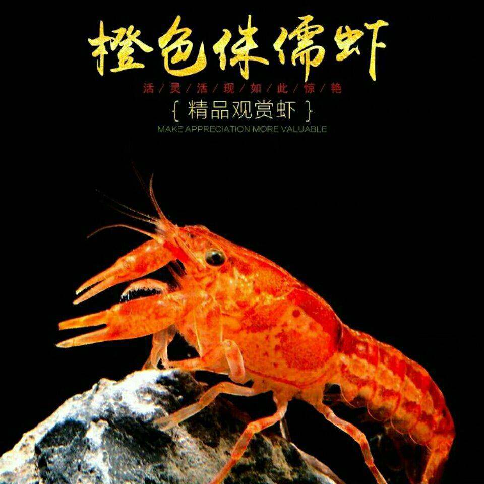 观赏虾鳌虾侏儒橘鳌虾迷你双带小型鳌虾淡水活体虾水族鱼缸宠物虾