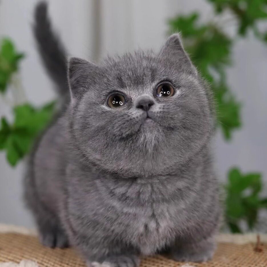 纯种蓝猫幼猫活体英短蓝白猫幼崽矮脚折耳宠物猫咪活物英国短毛猫