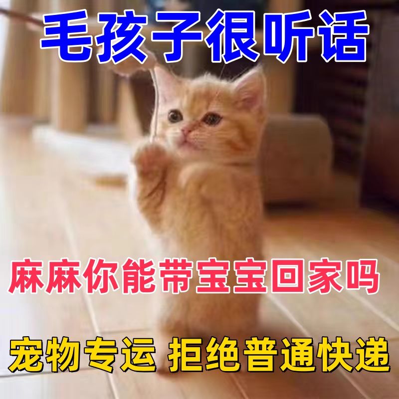 中华田园猫咪纯黑抓老鼠