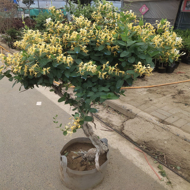金银花树苗爬藤植物红彩色可食用四季开花卉盆栽阳台庭院老桩盆景