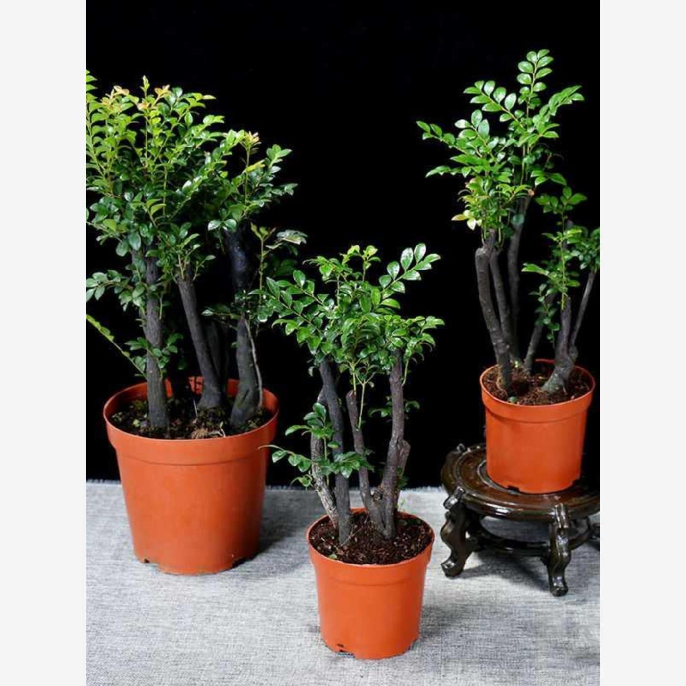 小叶紫檀盆景树苗黑骨茶树桩室内阳台盆栽花卉耐寒四季常青绿植