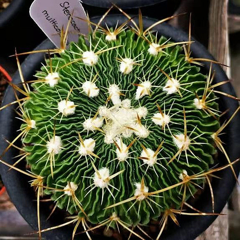 多棱玉实生超大颗仙人球室内盆栽花开花仙人掌科多肉植物好养活