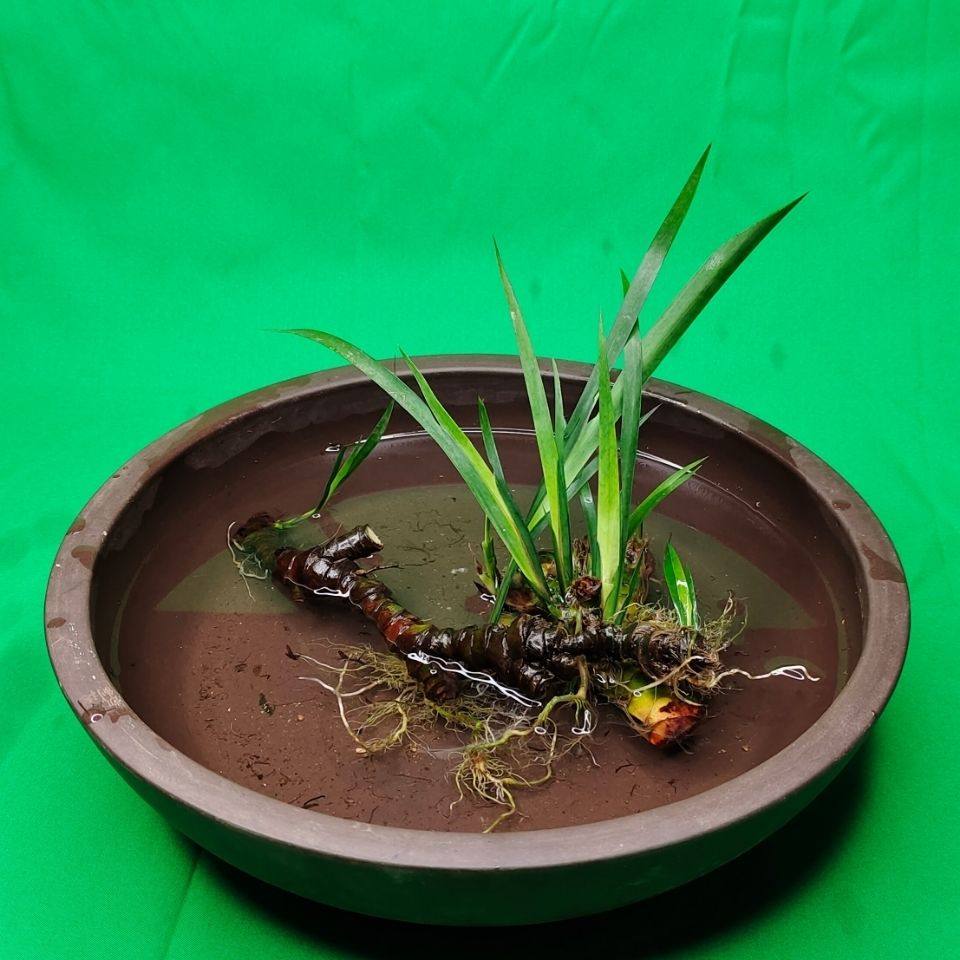 石菖蒲龙根假山鱼缸土种盆景绿植庭院美观室内水培草本清香木从林