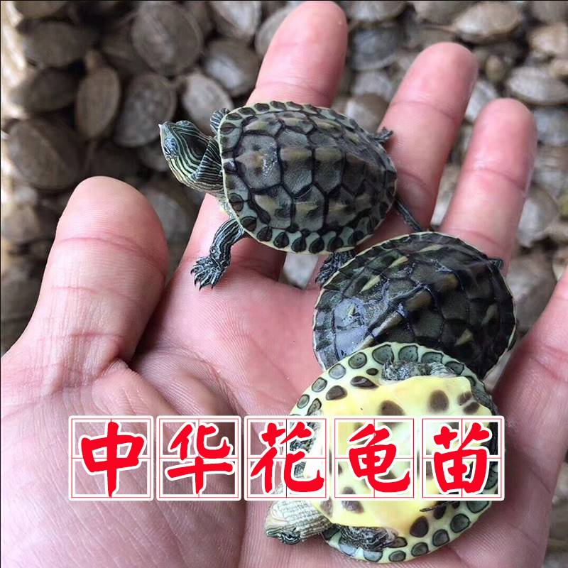 花龟珍珠活物外塘中华草