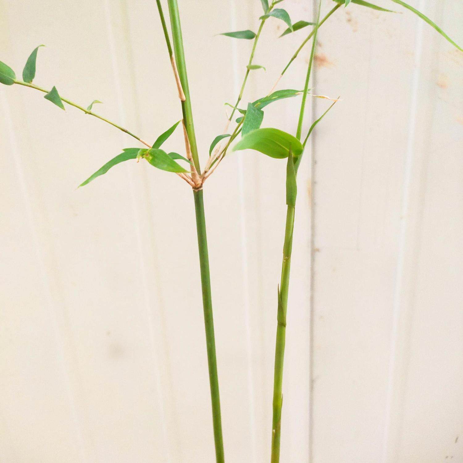 玉竹盆栽高档竹子盆景超大号落地盆栽室内绿植办公室庭院观赏竹子