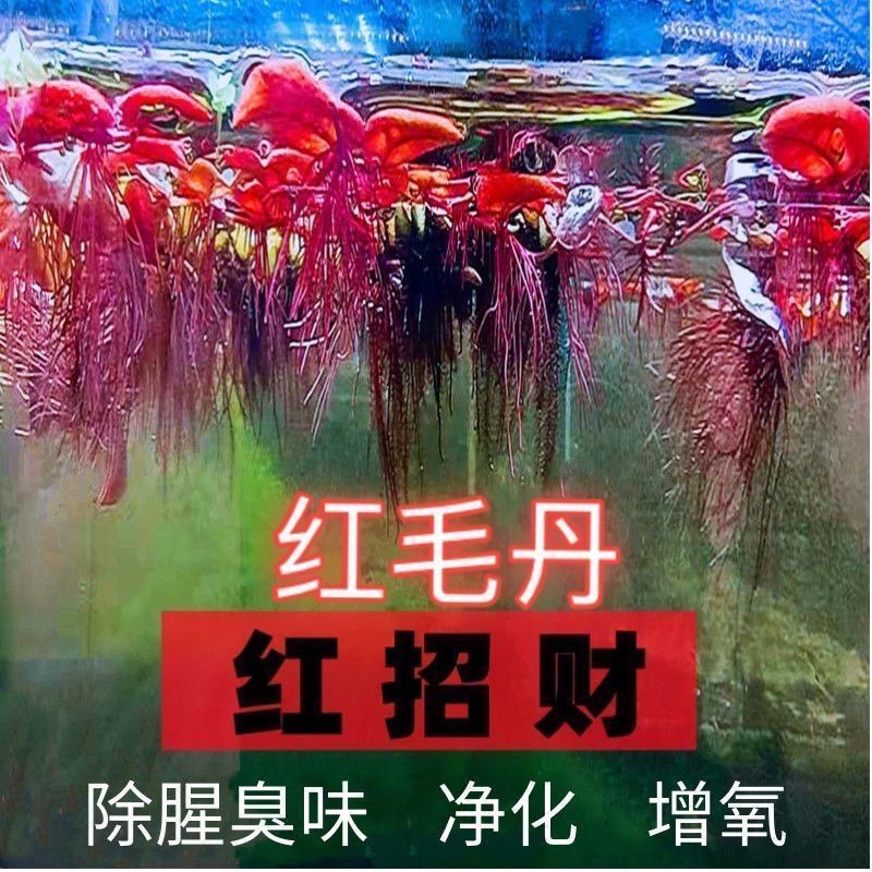 水培植物草红毛丹浮萍莲