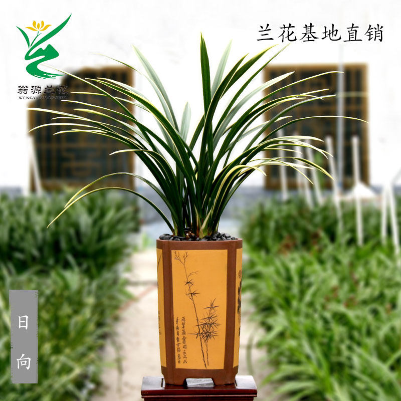 翁源兰花高档金边线艺墨兰铭品黄金日向浓香好养室内阳台花卉绿植