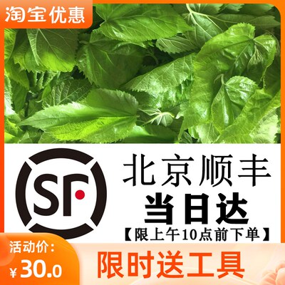 新鲜桑叶饲料小蚕嫩现摘