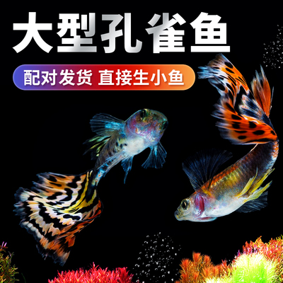 孔雀鱼活热带观赏体小缸