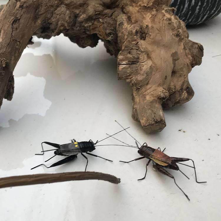 仿真昆虫蚂蚱蝈蝈蛐蛐螳螂知了模型盆景装饰泥土摆件磁性冰箱贴