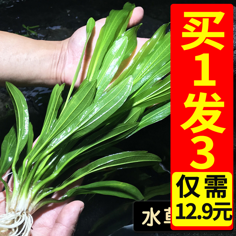 大叶绿九皇冠草迷你中后