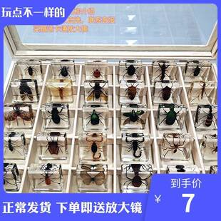 琥珀独角仙真实昆虫蝴蝶标本真虫树脂金龟子蝎子蜘蛛夜光甲虫海洋