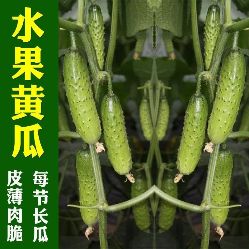水果黄瓜种籽老旱高产耐