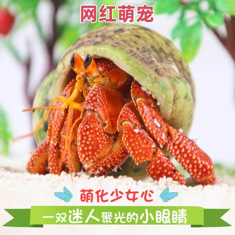 网红少女儿童萌宠寄居蟹宠物饲养箱陆生观赏蟹迷你豆豆蟹一公一母