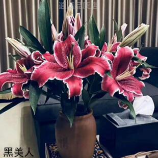 养花好瓶520情人节花包鲜切花礼物客厅礼物生日时令.花卉园艺